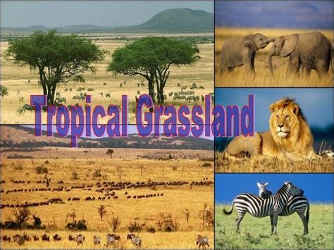 TROPICAL GRASSLANDS