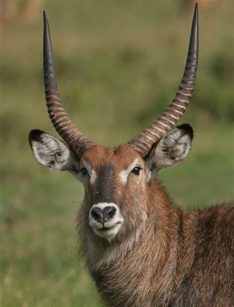 Animals Zoo Park: Waterbuck - Waterbuck Pictures - Wild Animals Pictures