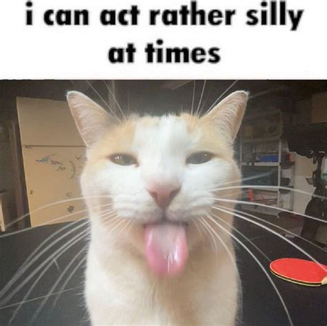 "I Can Act Rather Silly at Times" | BLEHHHHH :P Cat | Know Your Meme