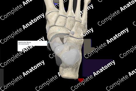 Navicular Bone | Complete Anatomy