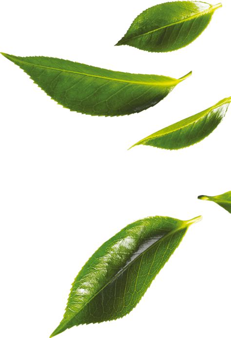 Green Tea Leaves Png