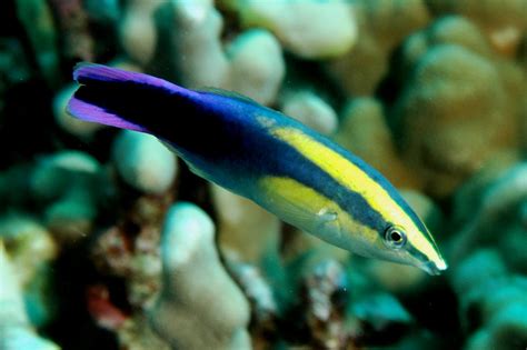 Bluestreak Cleaner Wrasse | Fun Animals Wiki, Videos, Pictures, Stories