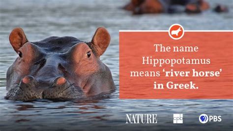 Hippo Fact Sheet | Blog | Nature | PBS