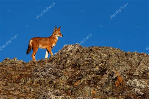 Lobo etíope - Canis simensis, hermoso lobo en peligro de extinción ...