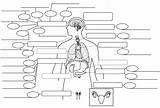  3 Endocrine System Coloring Page Terbaik 2021 Buku Gambar Mewarnai sketch template