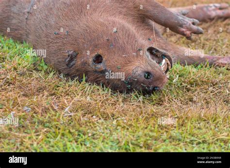 Capybara killed in decomposition with several flies if fed from the waste ,Hydrochoerus ...