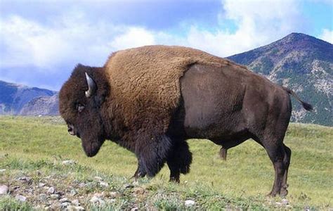 Scientists have found a rare herd of American bison that have never interbred with cattle ...