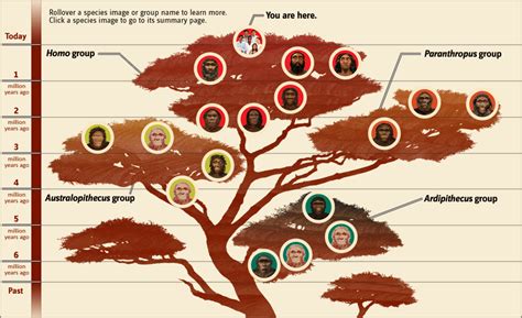 Human Family Tree | Human family tree, Human evolution tree, Human evolution