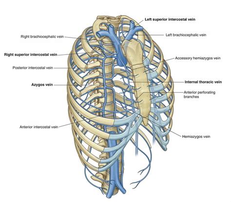 Azygos Vein Anatomy - Anatomy Book