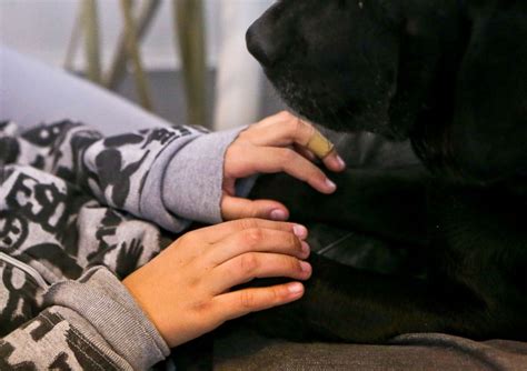 Therapy dogs are helping children with autism stay calm at the dentist's office - ABC News