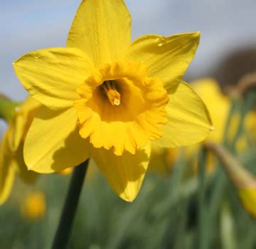 Hoogasian Flowers: March Birth Month Flower is Daffodil