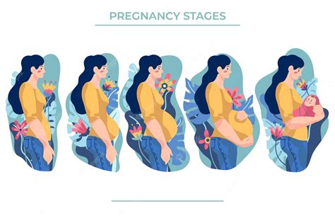 Premium Vector | Pregnancy stages illustration concept