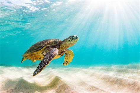 Rare Two-Headed Sea Turtle Discovered [PHOTO]