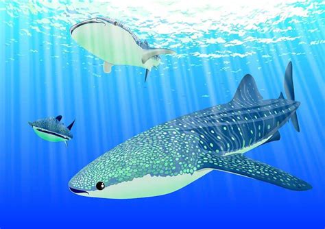 How Fast Can Sharks Swim? Top 5 Fastest Shark Species