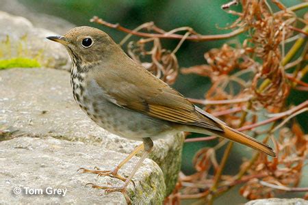 Vermont State Bird Watching and Feeding Information | Birdzilla - Wild About Wild Birds!