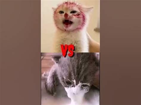 Funny Cat After Eating. #funny #cat #eating #funnycataftereating - YouTube