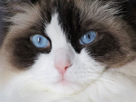 Gambar Kucing Ragdoll - Arina Gambar