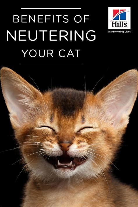 Health Benefits of Spaying or Neutering Your Cat | Hill's Pet | Cat neutering, Cat care, Cats