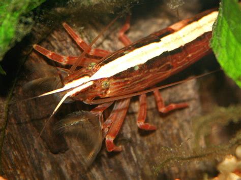 15 Popular Freshwater Shrimp Species (With Pictures): Complete Guide