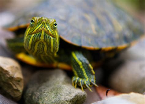 Red Eared Slider Turtle Front View Photograph by Kelly Riccetti