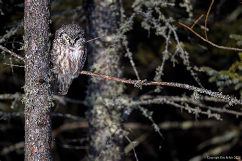 The Boreal Owl – Eric Mitch Photography