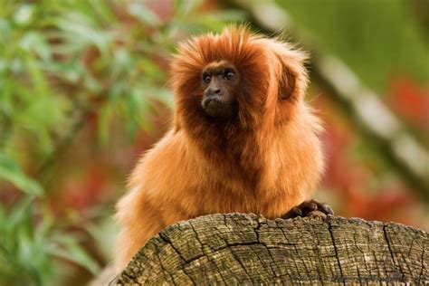 Golden lion tamarin monkeys