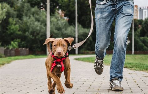 How To Leash Train A Dog - Expert Tips And Helpful Tricks