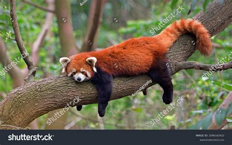 Red Panda In A Tree