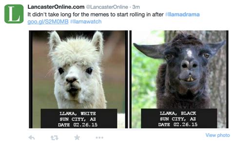 Who had better llama memes? - eHealth Insurance Resource Center