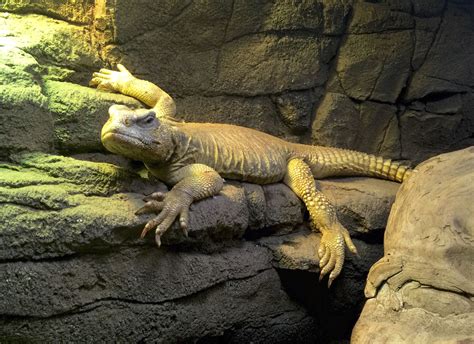 Egyptian Uromastyx (Uromastyx aegyptia) on display at our Living Reptile Museum in Lodi, CA. # ...