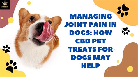 Managing Joint Pain in Dogs: How CBD Pet Treats For Dogs May Help – Sultan