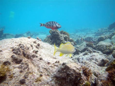 Snorkeling At Sapphire Beach, St Thomas | SNORKELINGDIVES.COM™ | Flickr - Photo Sharing!