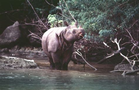 Javan Rhino Facts, Range, Habitat, Diet, Population, Pictures