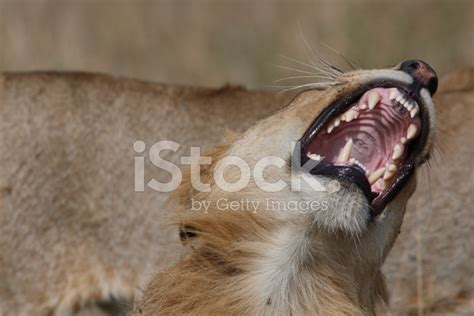 Lion Roar Stock Photo | Royalty-Free | FreeImages