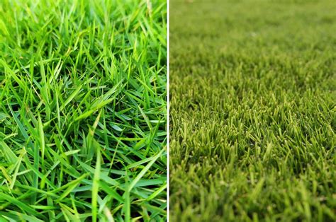 Which Grass Type Is Better: Zoysia vs Bermuda