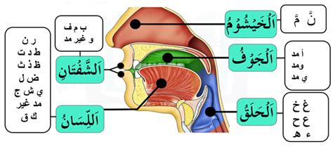 Apa Itu Makhraj Huruf Hijaiyah Pdf Combine - IMAGESEE