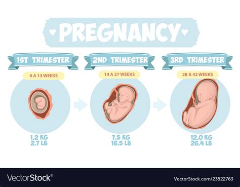 Pregnancy Stages Of Fetus