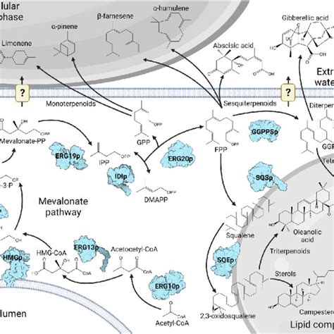 The mevalonate pathway and examples of terpenoids produced by ...