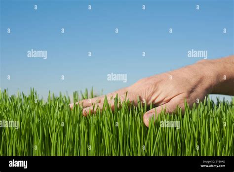 Male hand touching grass Stock Photo - Alamy