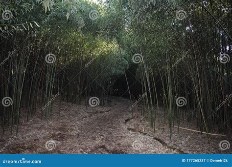 Bamboo Forest in Rutgers Gardens -01 Stock Image - Image of brunswick ...