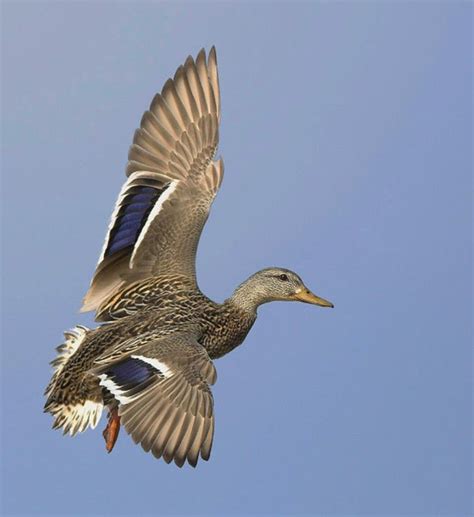 Female Mallard Duck Flying