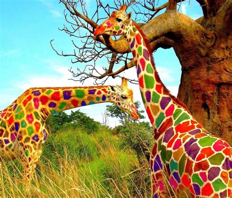 Colorful Giraffes | Giraffe art, Giraffe colors, Animal wallpaper