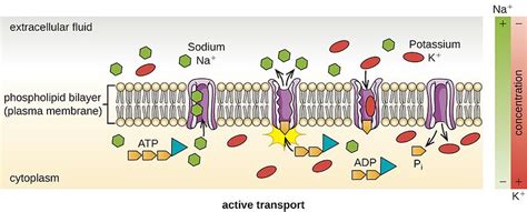 Difference Between Facilitated Diffusion and Active Transport ...