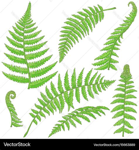 Fern Leaf Drawing