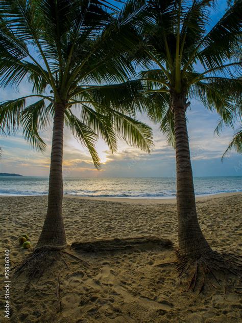 Coconut tree on the beach in Koh Samui Stock Photo | Adobe Stock