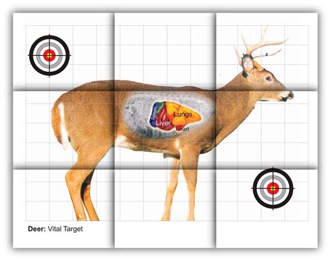 Printable Deer Targets