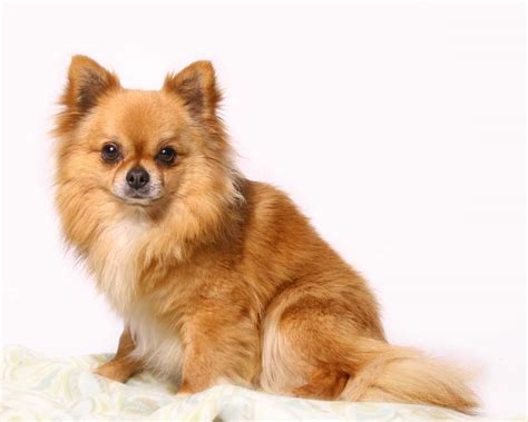 long hair chihuahua – BonBon Chihuahuas