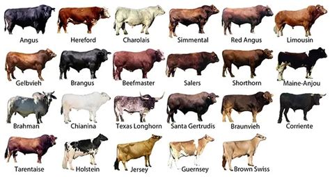 List of Cattle Breeds - Livestocking