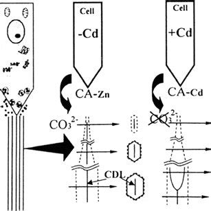 Schematics of the process of crystal defect formation in developing ...