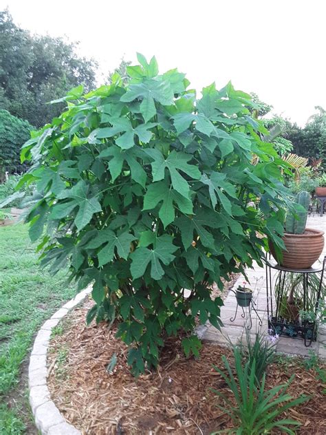 Chaya Mexican Tree Spinach 10 easy to root cuttings | Etsy